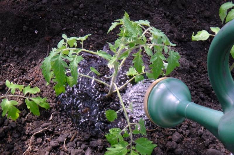 Как поливать рассаду томатов на разных этапах развития