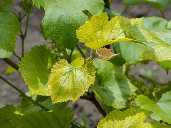 Почему листья винограда становятся светло-зеленого цвета