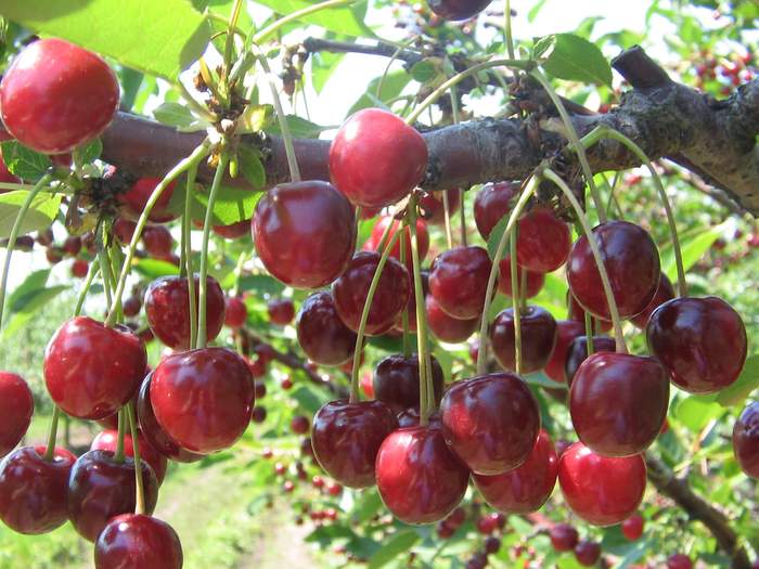 Описание и характеристики сорта вишни Мелитопольская десертная, посадка и уход
