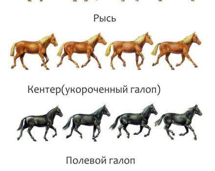 Скорость лошади: разновидности движений и их особенности
