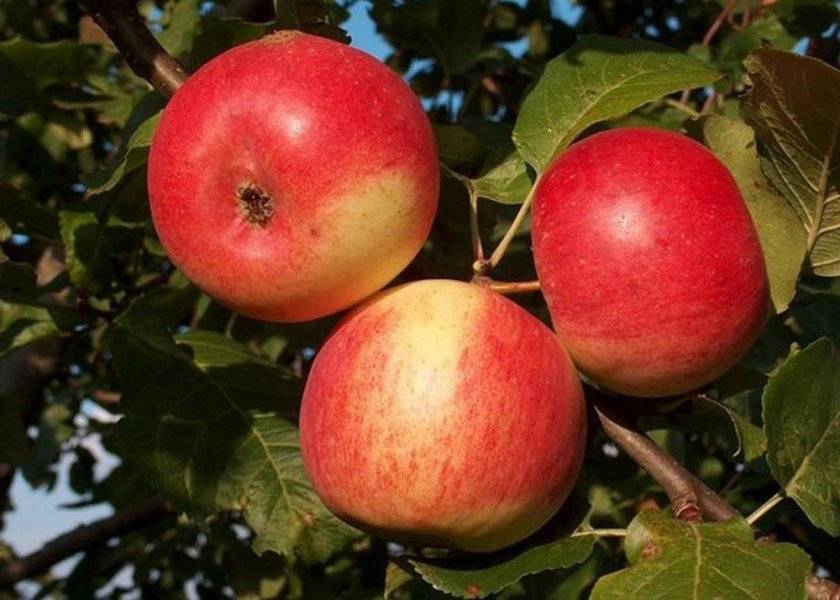 Яблоня серебряное копытце – выбор саженцев и правила агротехники