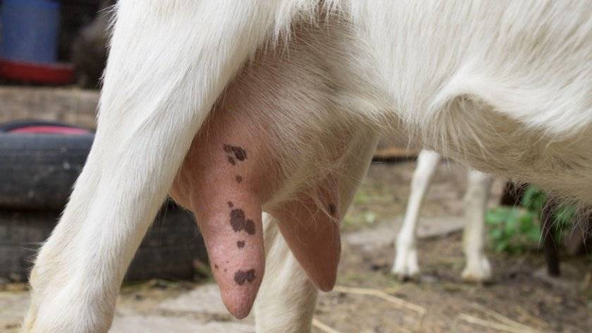 Лечение мастита у козы после окота