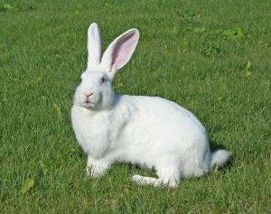 Описание кроликов породы белый великан, правила содержания и скрещивания
