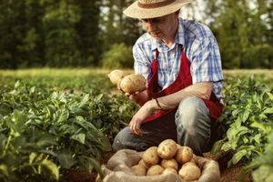 Посадка и уход за картофелем в открытом грунте