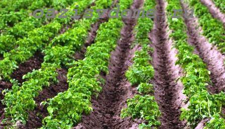 Эффективные способы и технологии посадки картофеля