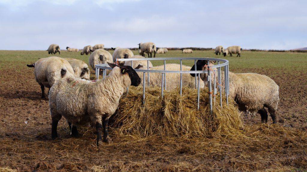 Особенности строительства овчарни своими руками