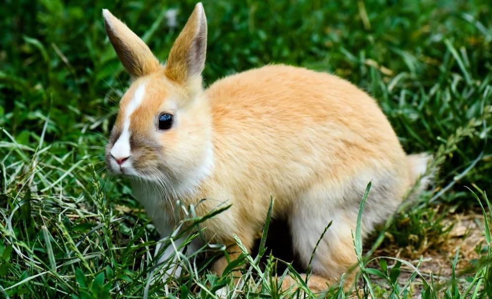 Причины и лечение вздутия живота у кроликов, медикаменты и народные средства