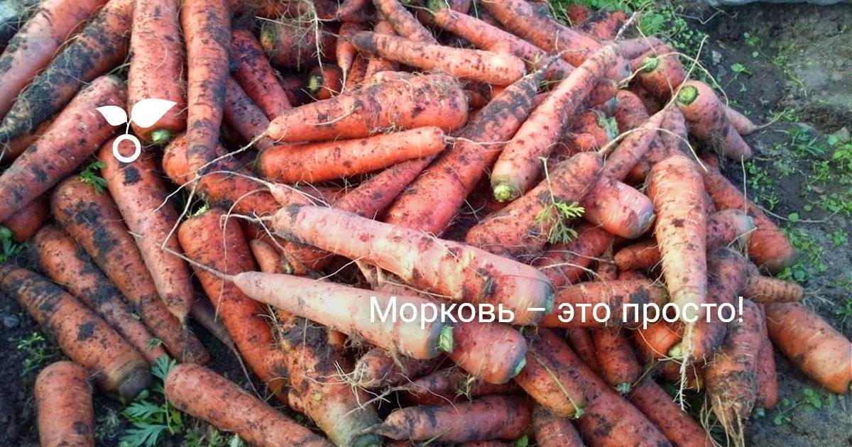 Когда сажать морковь: сроки посадки весной и осенью