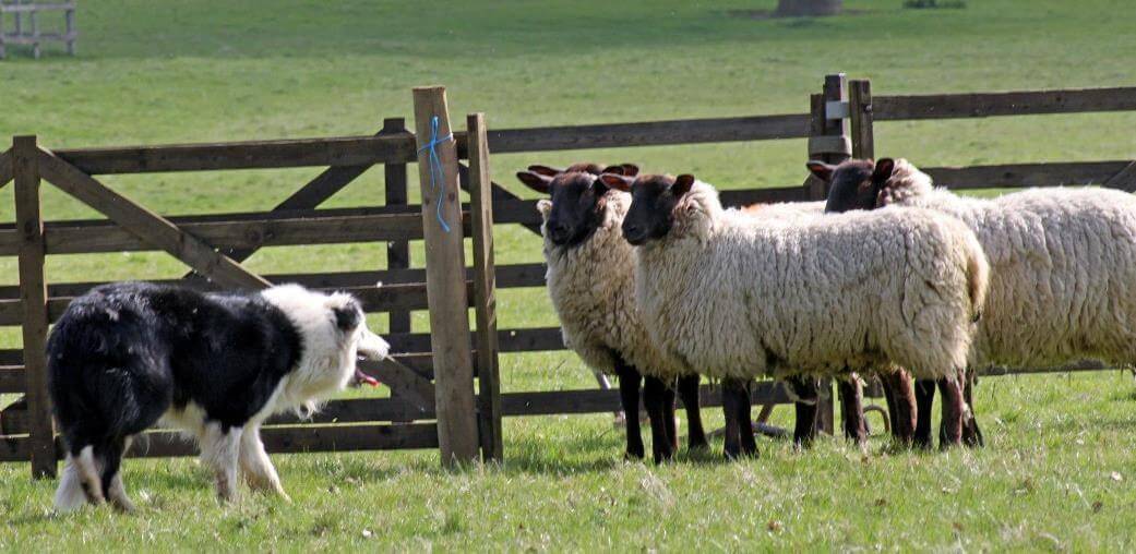 Загон для овец: особенности постройки и обустройства