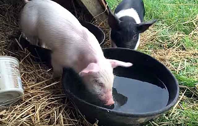 Виды и требования к поилкам для свиней, как сделать своими руками и установка