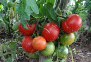 Характеристика и описание сорта томата багира, его урожайность