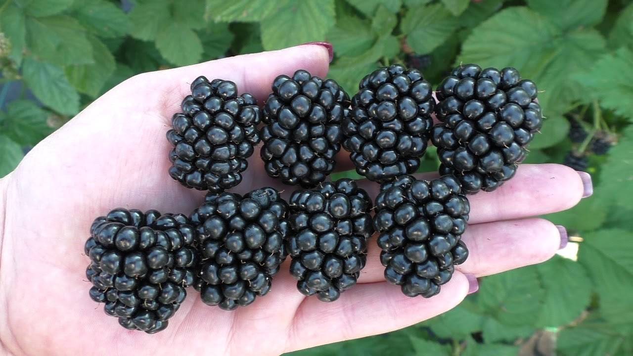 Ежевика сорт гималаи: описание, посадка и уход