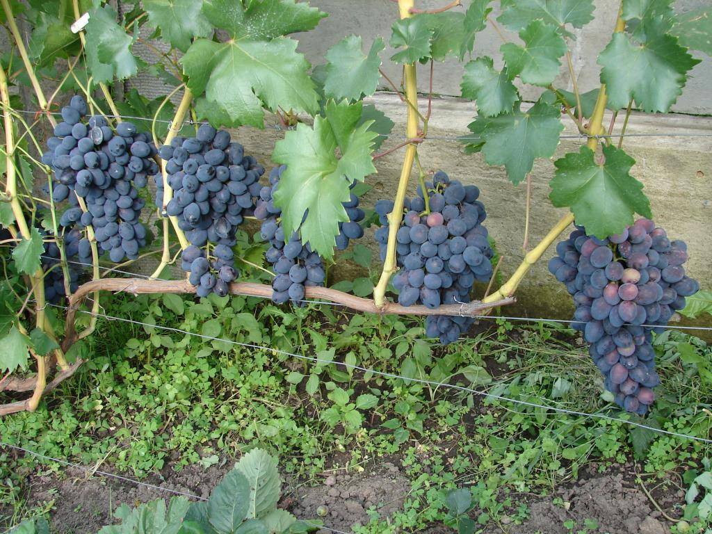 Описание и характеристики винограда сорта Галахад, достоинства и недостатки