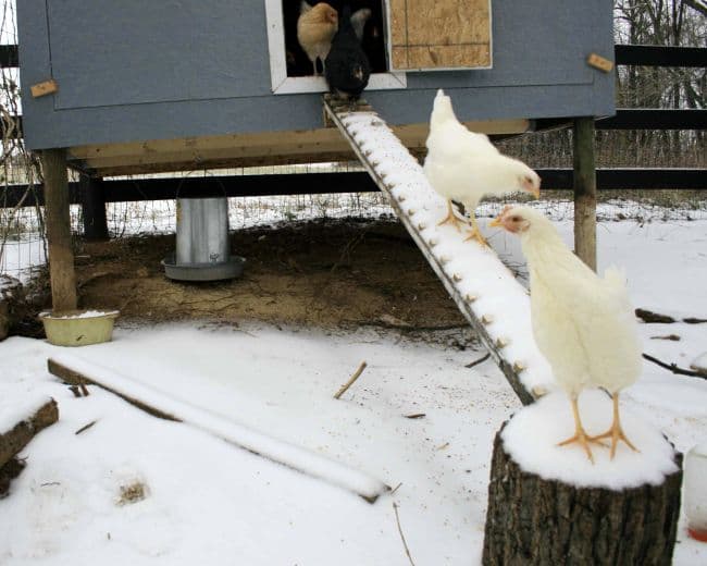 Обогрев курятника зимой: несколько способов создания тепла для кур