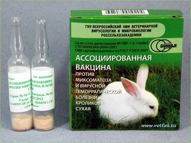 Вгбк или вирусная геморрагическая болезнь кроликов — в чем опасность заболевания