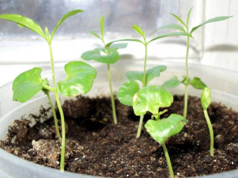 Что такое черенок: размножение растения черенкованием, в чем суть процесса