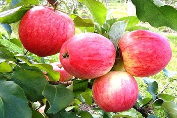 Описание и технология выращивания яблони сорта кандиль орловский