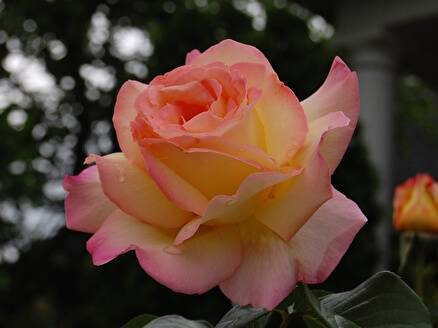 Описание розы сорта Глория Дей, посадка, выращивание и уход