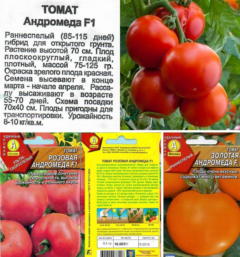 Характеристика и описание сорта томата синяя гроздь, его урожайность