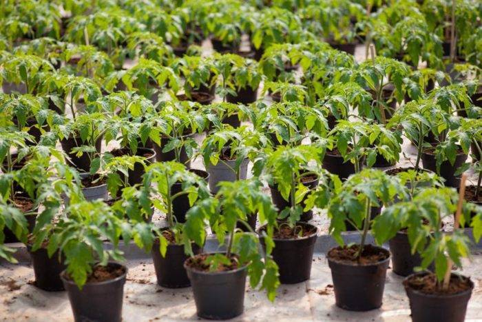 Как правильно выращивать рассаду в торфяных таблетках