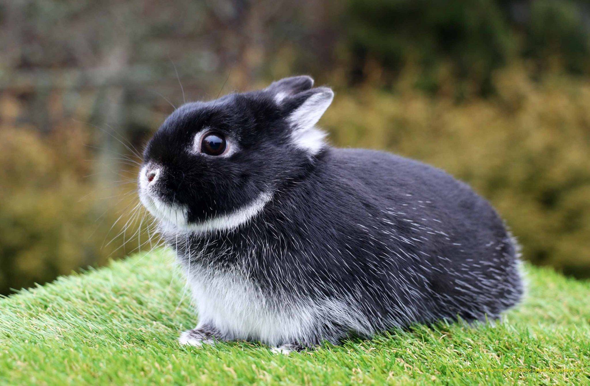 Милые и пушистые: самые красивые декоративные кролики