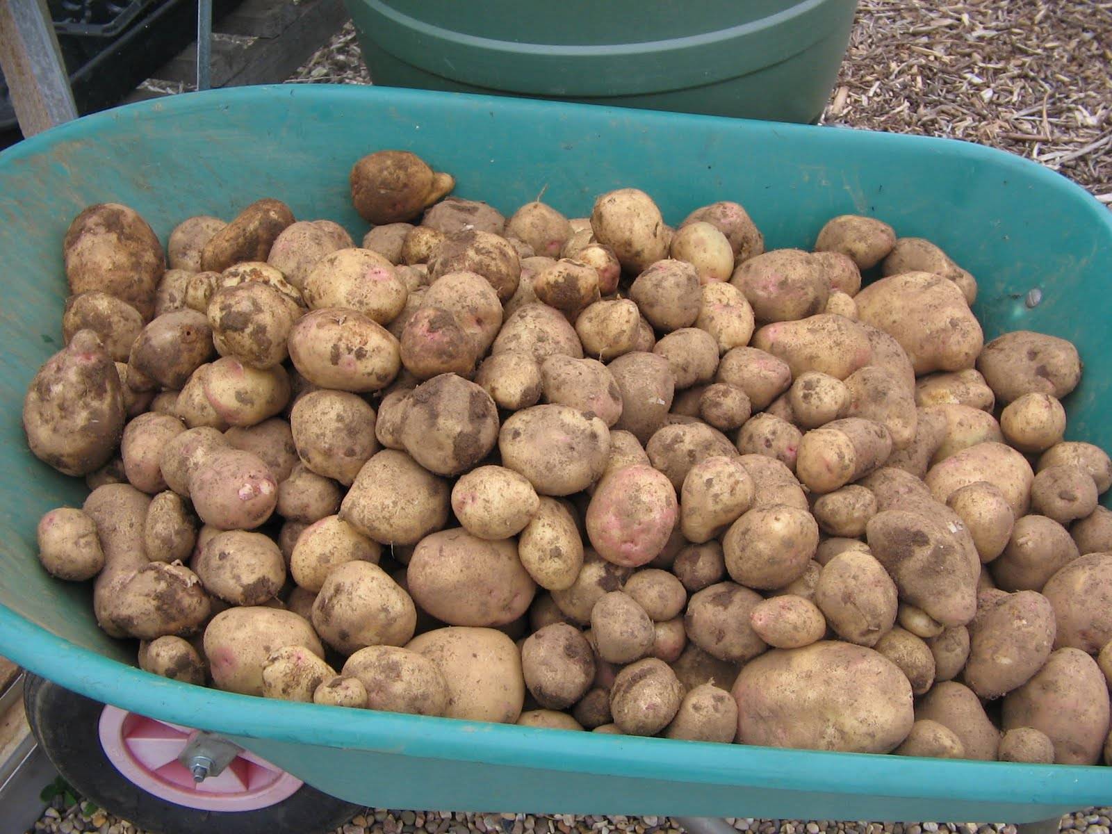 Урожайность картофеля с 1 га: как получить хороший урожай картофеля