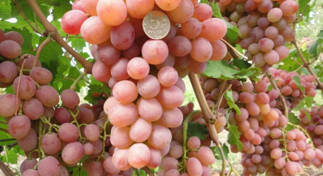 Особенности агротехники технического винограда