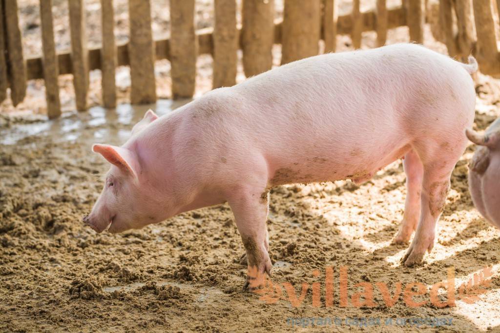Крупная белая порода свиней: характеристика продуктивности и содержание