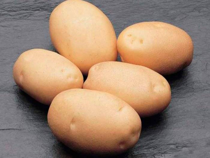 Раннеспелый картофель «лига» — клад для огородника: подробное описание сорта, характеристика, подборка фото