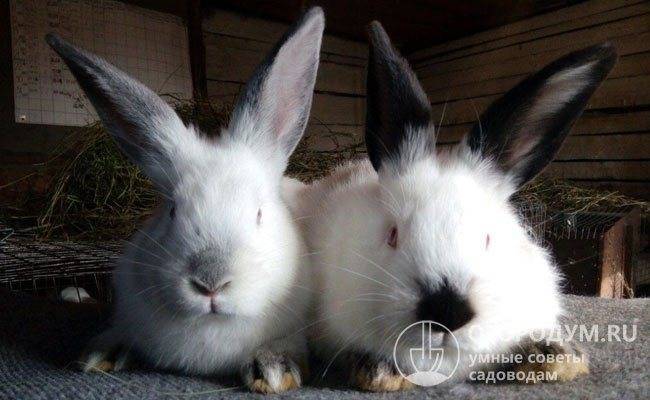 Что нужно знать о голландских кроликах?