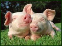 Правила и нормы содержания свиней