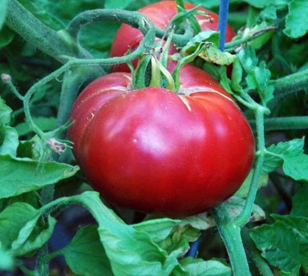 Неприхотливый и высокоурожайный сорт томата «малиновое вино» f1: особенности и описание помидора для высоких теплиц