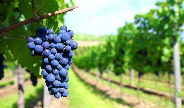 Виноград саперави — 5 советов по посадке и описание особенностей сорта