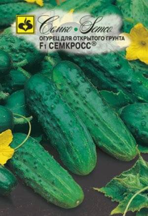 Огурец каролина f1: описание и характеристика сорта, урожайность с фото