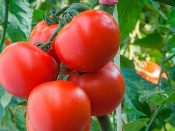 Изобильный томат «машенька», даст отличный урожай, даже при выращивании начинающим огородником