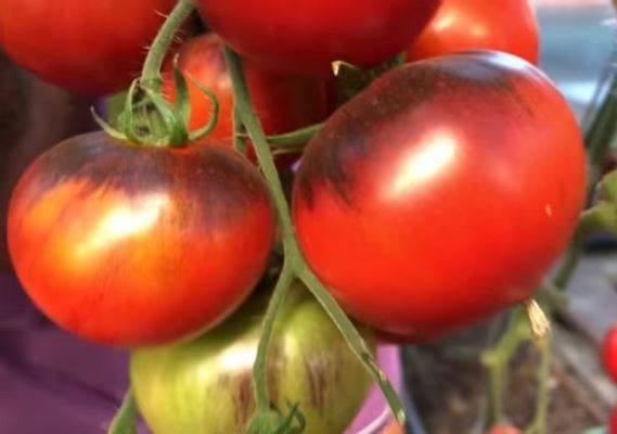 Замечателен в свежем виде и так же хорош в консервации — томат «лакомка черная» и азы выращивания этого сорта