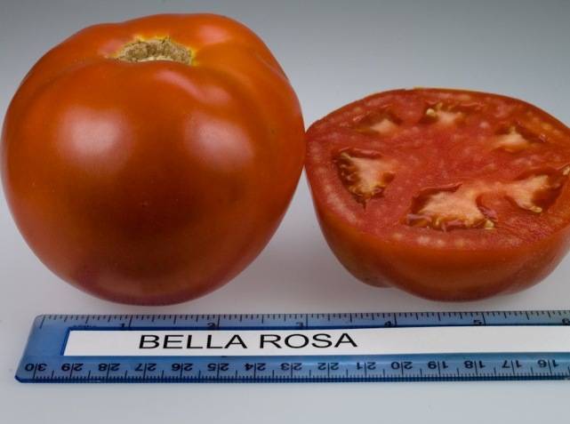 Красивый и вкусный томат «чайная роза»: описание сорта, фото, советы по выращиванию