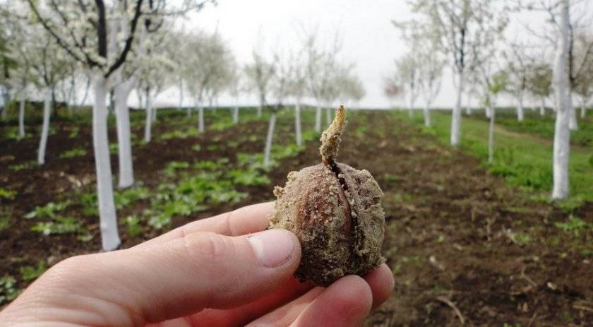 Выращивание грецкого ореха: посадка и уход в открытом грунте