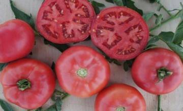 Лучшие сорта томатов, разработанные японскими селекционерами