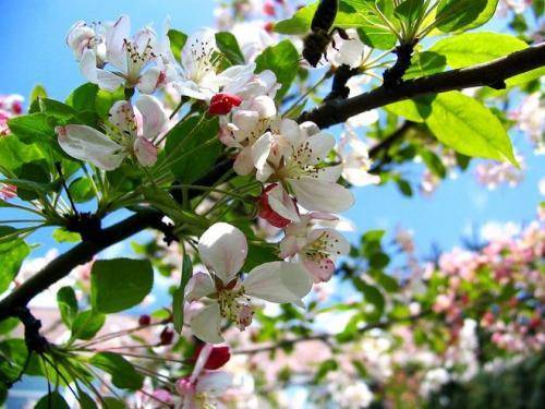Яблоня не цветет и не плодоносит — принимаем меры