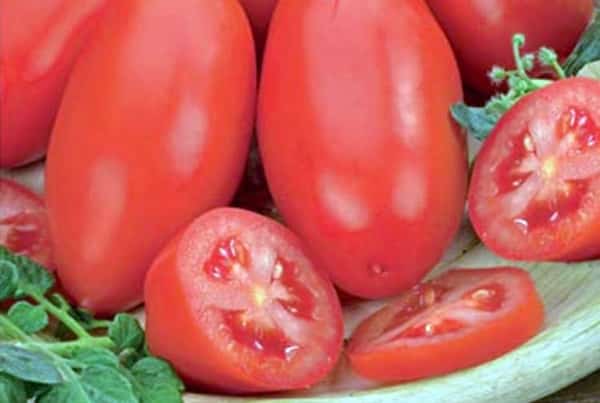 Что такое штамбовые томаты, лучшие сорта для открытого грунта и теплиц