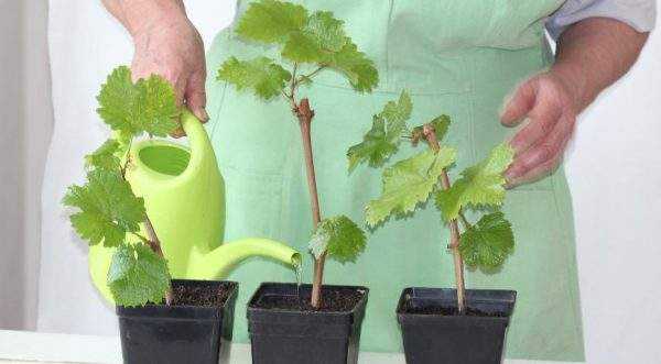 Как размножить виноград: приёмы, доступные любому дачнику