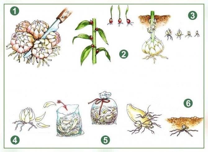 Размножение лилий чешуйками: простой способ разведения цветов