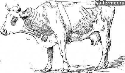 Болезни крупного
 рогатого скота