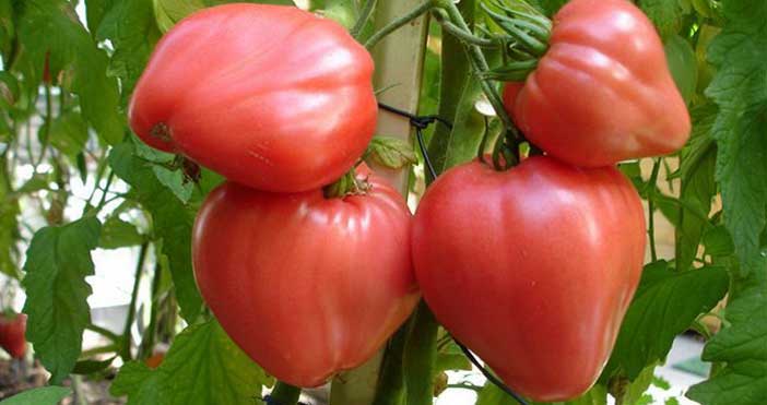 Какие помидоры лучше всего сажать в теплице