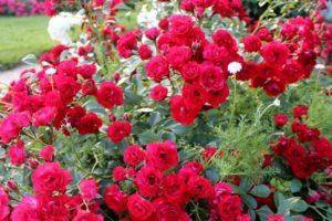 Советы от опытных садоводов: как сажать розы осенью?