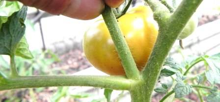 Как правильно пасынковать помидоры: пошаговая инструкция