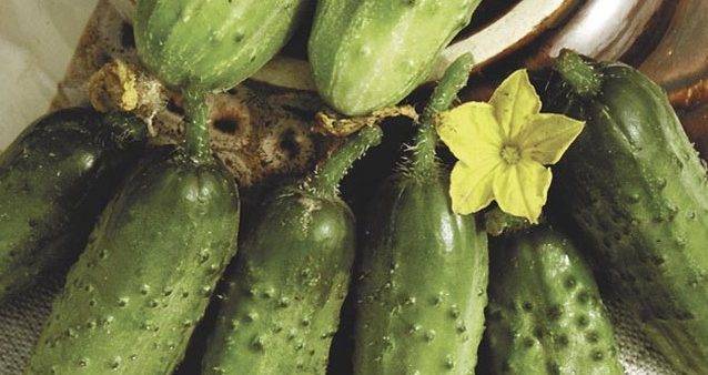 Характеристика и описание огурцов сорта парижский корнишон, выращивание и уход