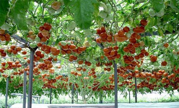 Особенности технологии выращивания помидоров спрут f1 или как вырастить томаты на дереве