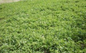 Эффективное удобрение  и сидерат для почвы — редька масличная